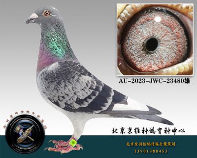 97-AU-2023-JWC-23480ɰ