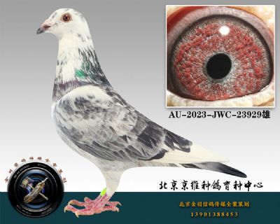 100-AU-2023-JWC-23929뻨ɰ