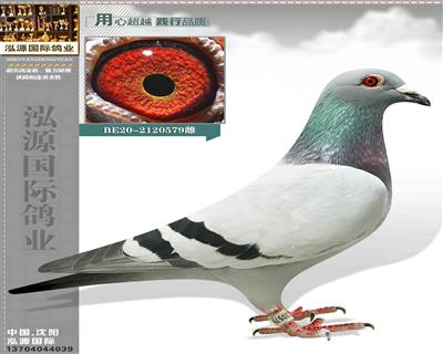 欧洲原棚"奶酪098"直孙女x"碧玉号"直女 本身13 24