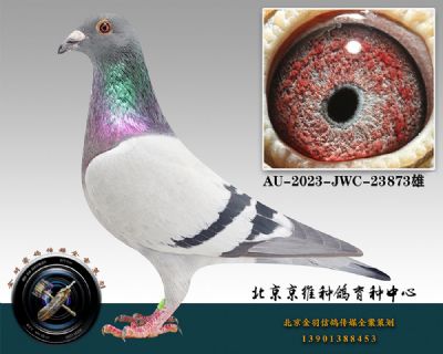 102-AU-2023-JWC-23873ɰ