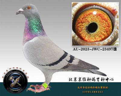 104-AU-2023-JWC-23497һ