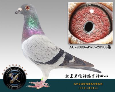 106-AU-2023-JWC-23908껨ɰ