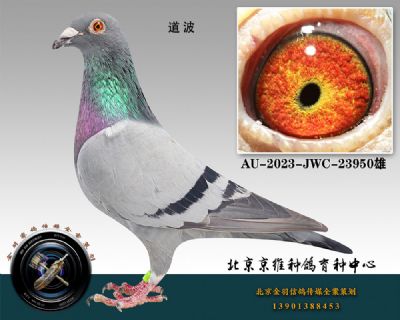 110-AU-2023-JWC-23950һ