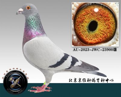 111-AU-2023-JWC-23900һ