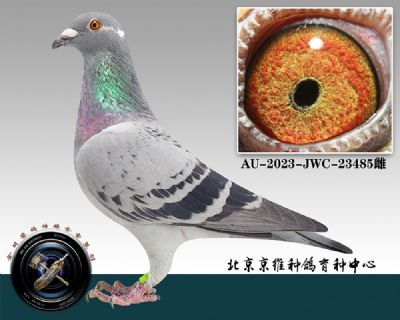 115-AU-2023-JWC-23485껨ƴ