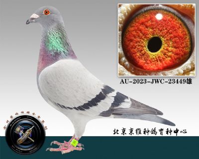 119-AU-2023-JWC-23449һ