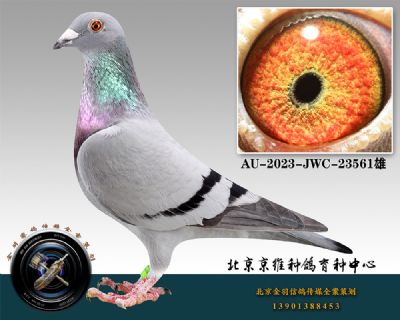 32-AU-2023-JWC-23561