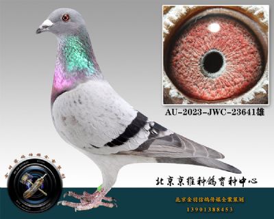 49-AU-2023-JWC-23641