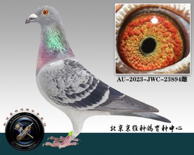 125-AU-2023-JWC-23894ƴ