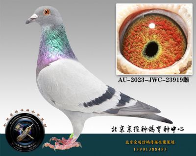 132-AU-2023-JWC-23919һƴ