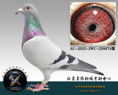 135-AU-2023-JWC-23874ɰ