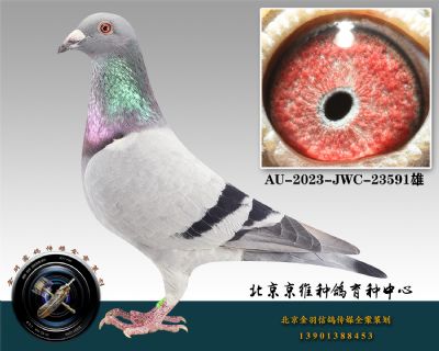 53-AU-2023-JWC-23591