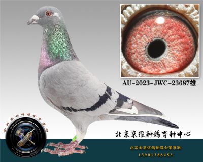 55-AU-2023-JWC-23687