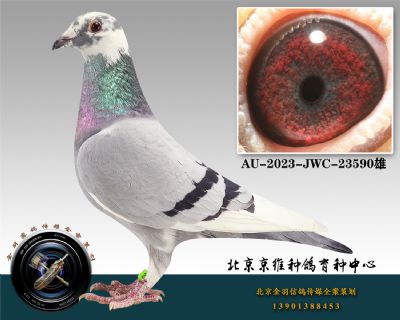 56-AU-2023-JWC-23590