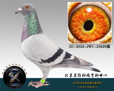 66-AU-2023-JWC-23629