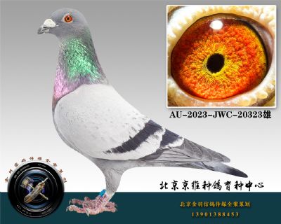 75-AU-2023-JWC-20323