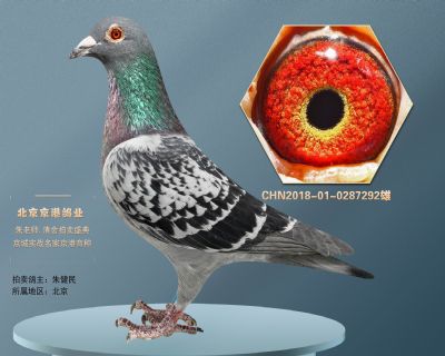 1433951胡本海尔比 一定实战展厅:兄弟信鸽传媒￥600.00元￥600.