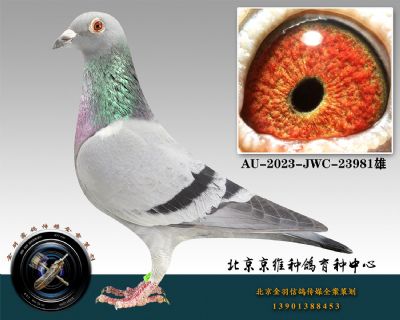 151-AU-2023-JWC-23981