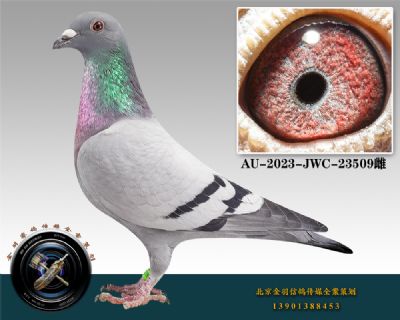 81-AU-2023-JWC-23509