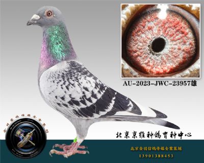 85-AU-2023-JWC-23957