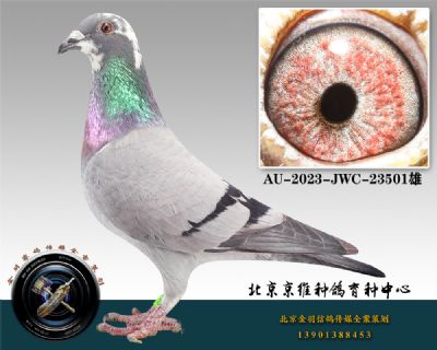 88-AU-2023-JWC-23501