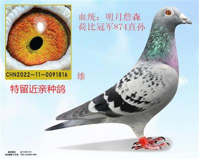 明月詹森荷比冠军874直孙