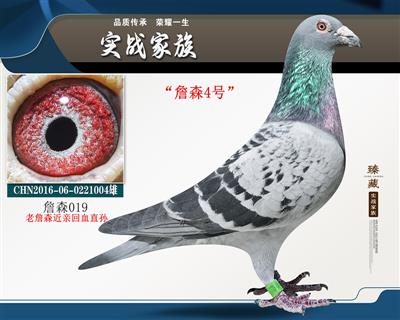 "詹森4号"老019近亲回血