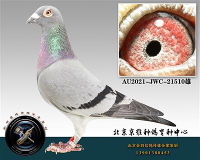 277-AU2021-JWC-21510