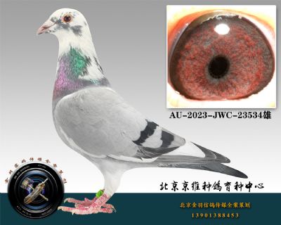 131-AU-2023-JWC-23534