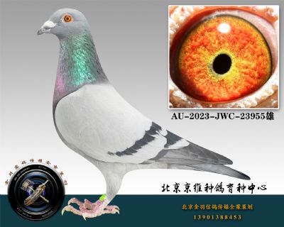 134-AU-2023-JWC-23955