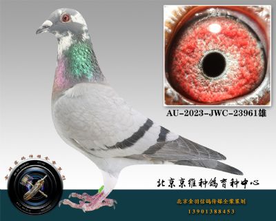 141-AU-2023-JWC-23961