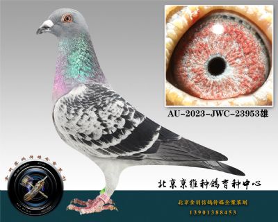 202-AU-2023-JWC-23953