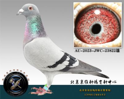 207-AU-2023-JWC-23822