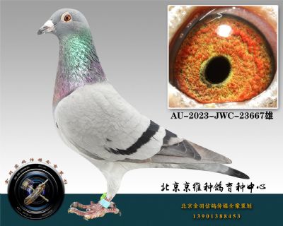 239-AU-2023-JWC-23667