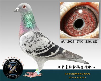 240-AU-2023-JWC-23644