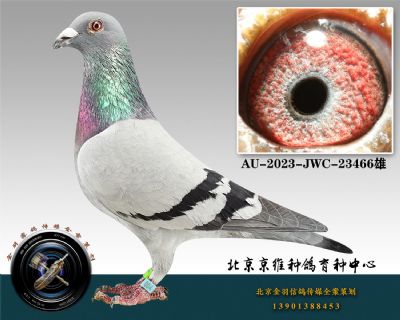 250-AU-2023-JWC-23466