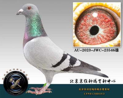 103-AU-2023-JWC-23546