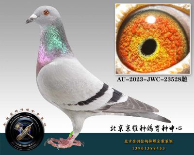 104-AU-2023-JWC-23528