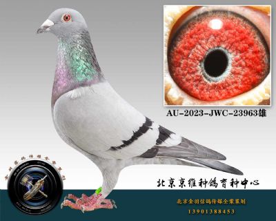 107-AU-2023-JWC-23963