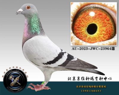 111-AU-2023-JWC-23964