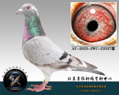 114-AU-2023-JWC-23537