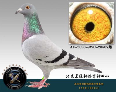 115-AU-2023-JWC-23507