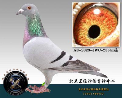 117-AU-2023-JWC-23541