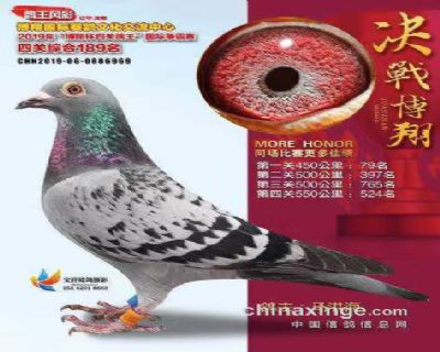 辽中博翔四关鸽王综合189名