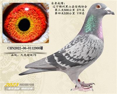 当前位置>信鸽拍卖首页>拍卖专题>查看拍卖商品>凡龙超级73"530公里特