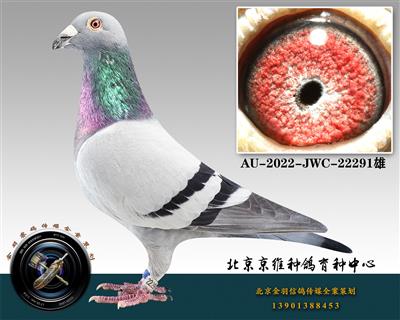 295-AU-2022-JWC-22291