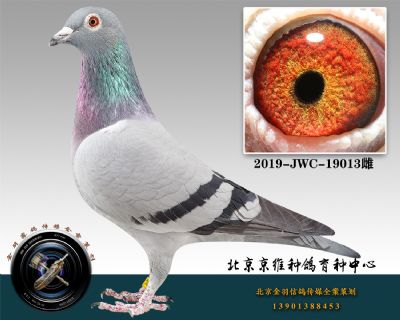 38-2019-JWC-19013