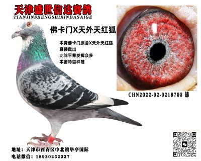 信鸽在线拍卖平台 - 中国信鸽信息网