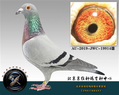 256-AU-2019-JWC-19914