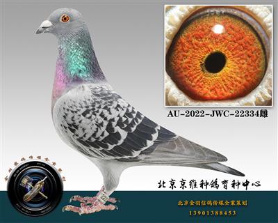 262-AU-2022-JWC-22334